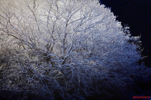 写真: 凍樹　逆光に映えて