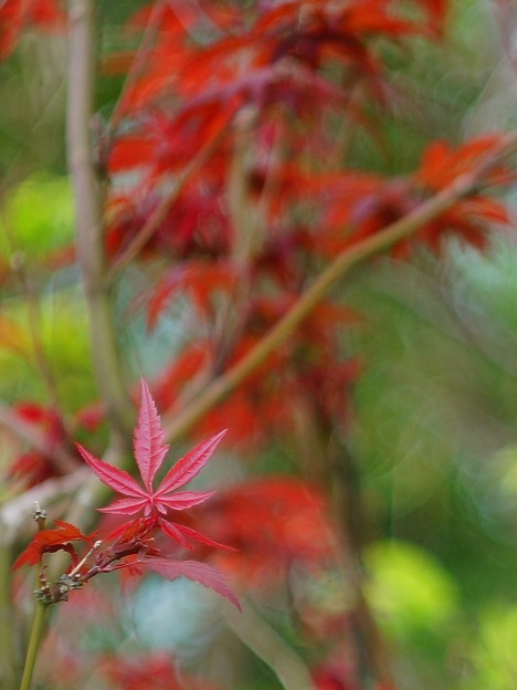 写真: 2015 Autumn Maple Taiwan Helios 44-2
