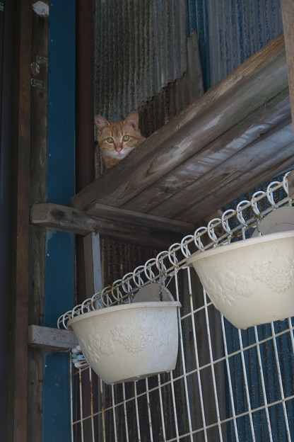 写真: 鉢と子猫