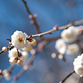 Photos: 初春の香
