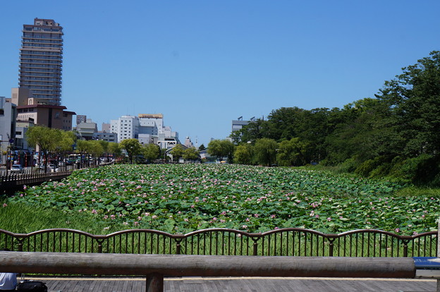 写真: 秋田 千秋公園　蓮の花がいっぱい咲いてる