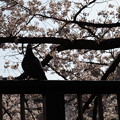 写真: 目黒川　桜めぐり