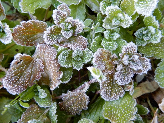 写真: 雑草の霜