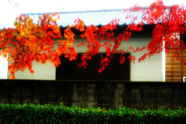 写真: 紅葉の似合う家