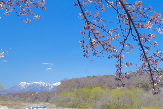 写真: 那須の春