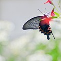 写真: 黒蝶