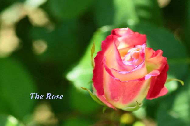 写真: The Rose