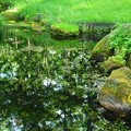 写真: 森の中の鏡池