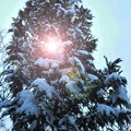 写真: 雪のなる樹