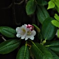 写真: シャクナゲの花