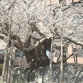 写真: 石割桜