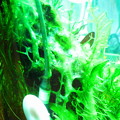 写真: 藍藻(￣Д￣;) ガーン