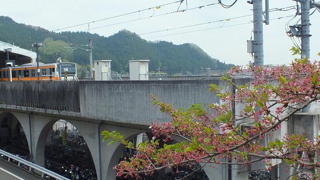 写真: 桜とJR五日市線