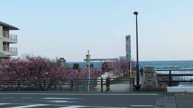 写真: 河津の海と桜