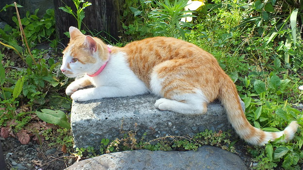 写真: 御殿場線　谷峨駅前で出逢った猫。