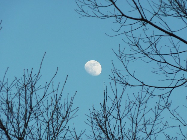 写真: 〜月と木のある風景〜