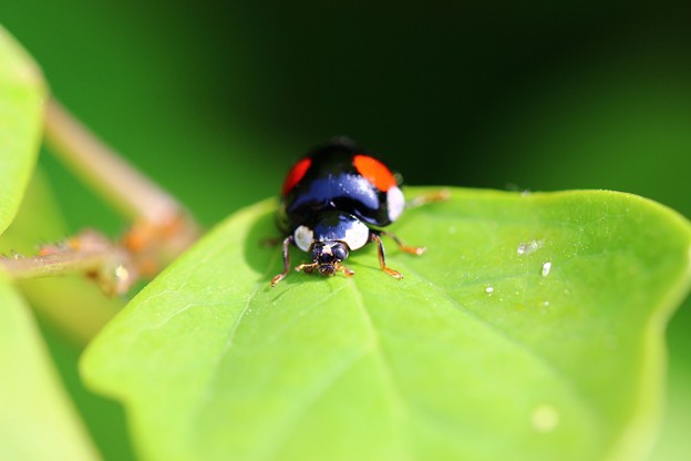 写真: 〜ladybird〜