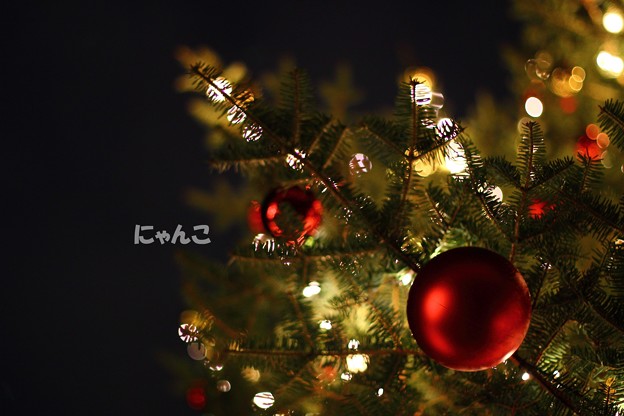 写真: 〜クリスマスツリーを見上げたら〜