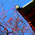 写真: 〜梅も咲いたよ〜