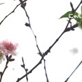 写真: 〜桜、咲く〜