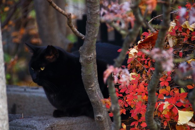 写真: 〜神社の黒猫〜