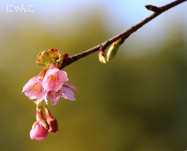 写真: 〜桜咲く〜