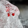 写真: 〜氷の衣を纏う紅姫〜
