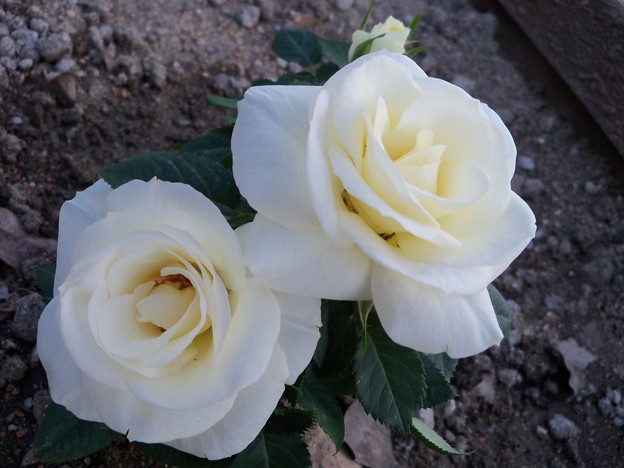 写真: 白いバラ