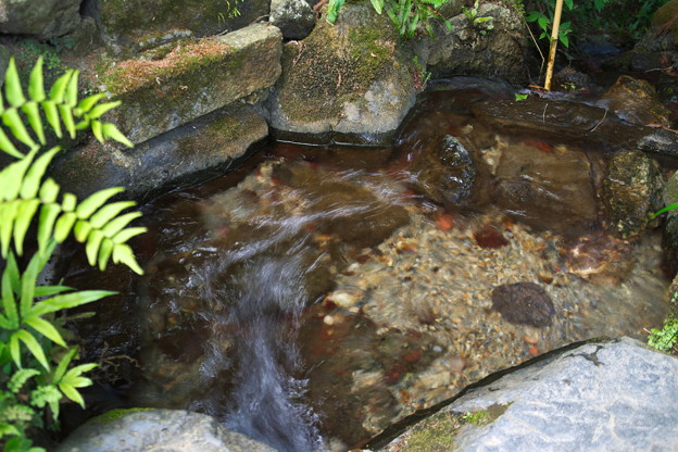 写真: 養老神社の清水