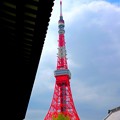Photos: 増上寺 東京タワー