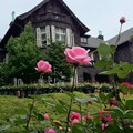 Photos: 旧古河邸 薔薇フェアー