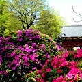 Photos: 東京 根津神社