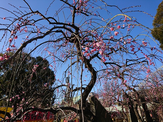 写真: 垂れ梅 咲き始め