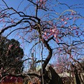 Photos: 垂れ梅 咲き始め