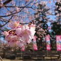 Photos: 房総 九十九里 白子桜祭り１