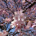 Photos: 房総 九十九里 白子桜祭り ２