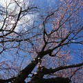 Photos: 早咲きの 桜