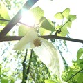 Photos: 白いハンカチ  - - -花の下で--