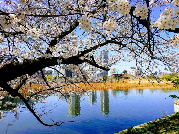Photos: 上野恩賜公園 桜