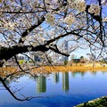 Photos: 上野恩賜公園 桜