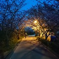Photos: 桜くん さようなら