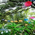 Photos: 千葉公園 紫陽花とアンブレラ