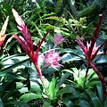 南国の花