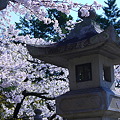 写真: 善光寺の桜