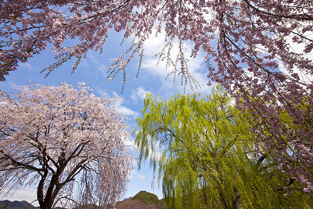 絶景桜