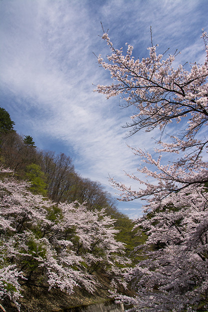 写真: 山間の桜２