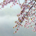 霧と山桜