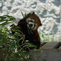 写真: 広島市　安佐動物公園　癒しの動物たち　レッサーパンダ