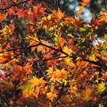 写真: 染まる秋