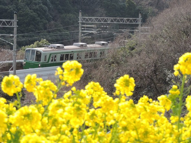 写真: 神戸総合運動公園　菜の花と神戸市交1000系